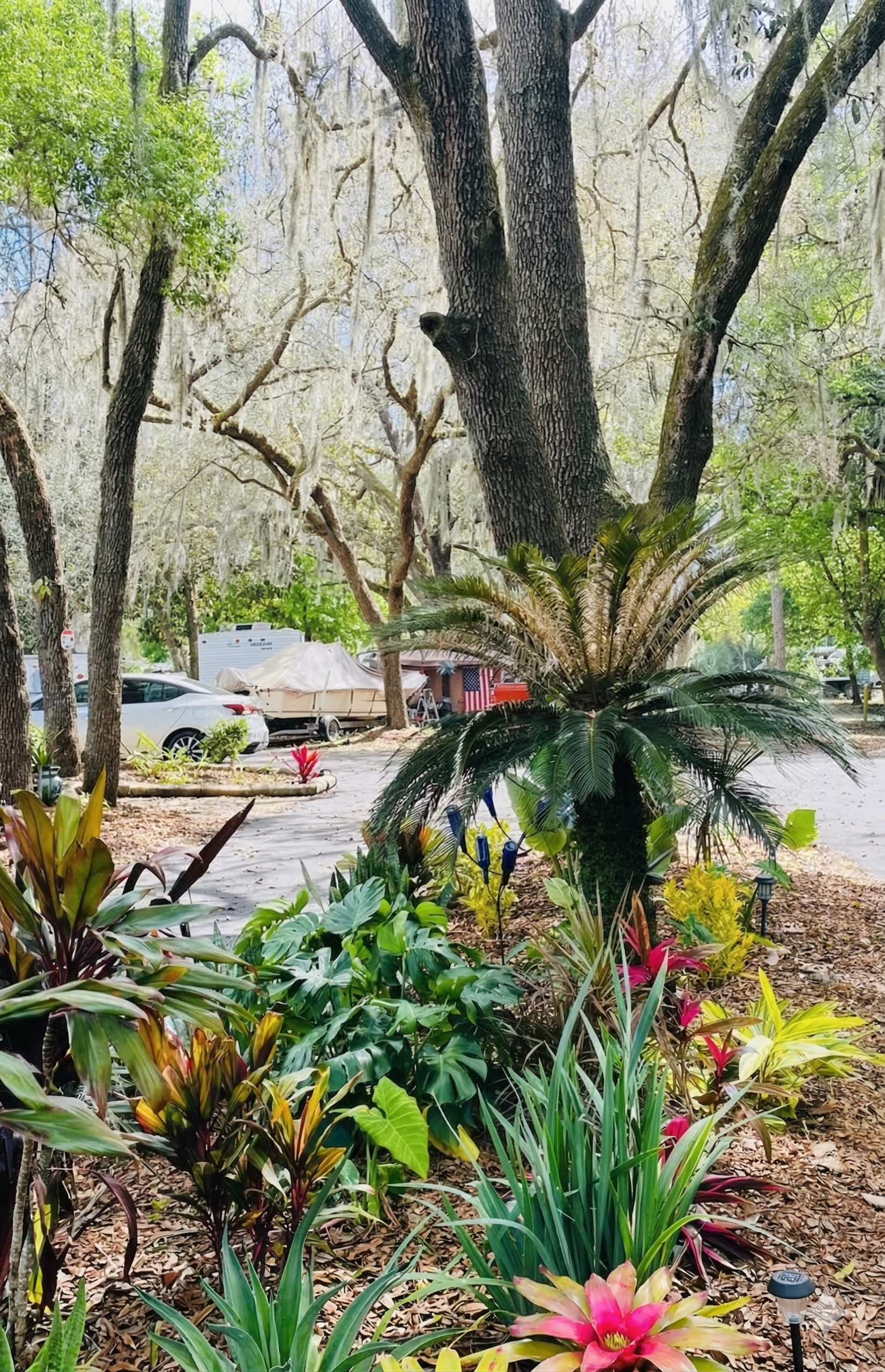 A variety of tropical plants and flowers grow under a large tree draped with Spanish moss, with parked cars and a trailer visible in the background.